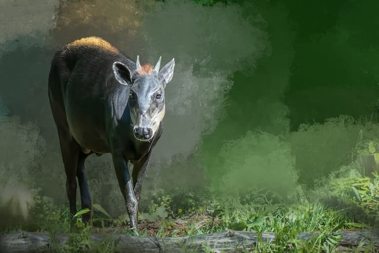 Yellow-backed Duiker gazing around