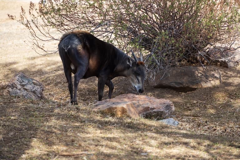 Yellow-backed Duiker searching for food