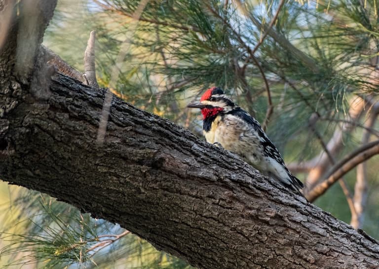 Yellow-bellied Sapsucker scavenging for insects