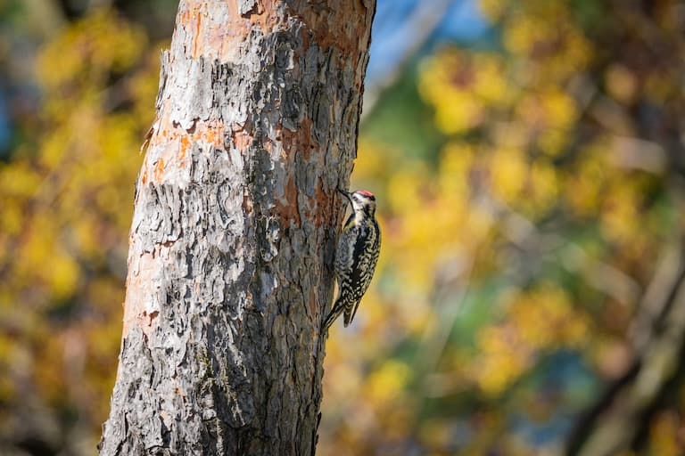Yellow-bellied Sapsucker sucking off a tree back