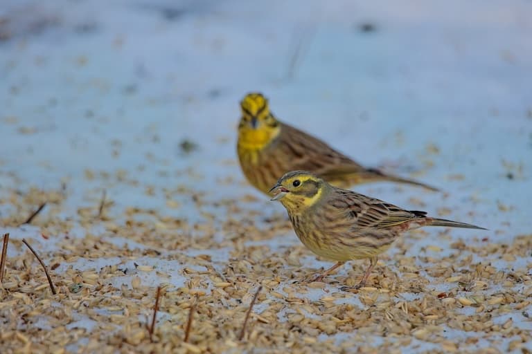 Yellowhammer birds searching for seeds to feed on