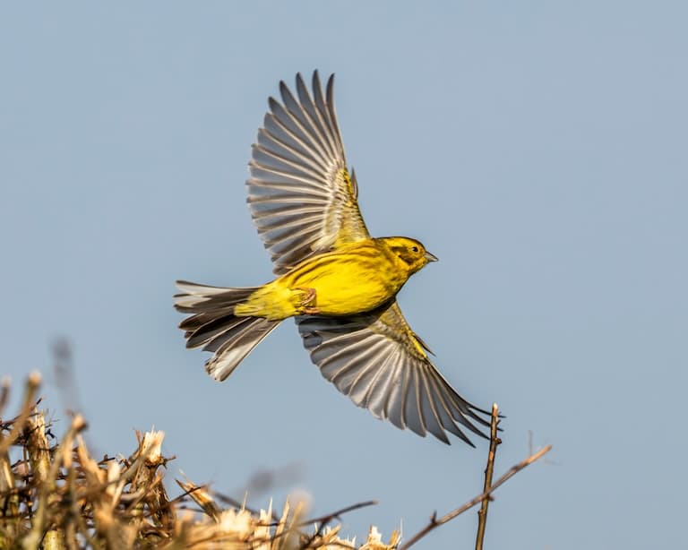 Yellowhammer in flight