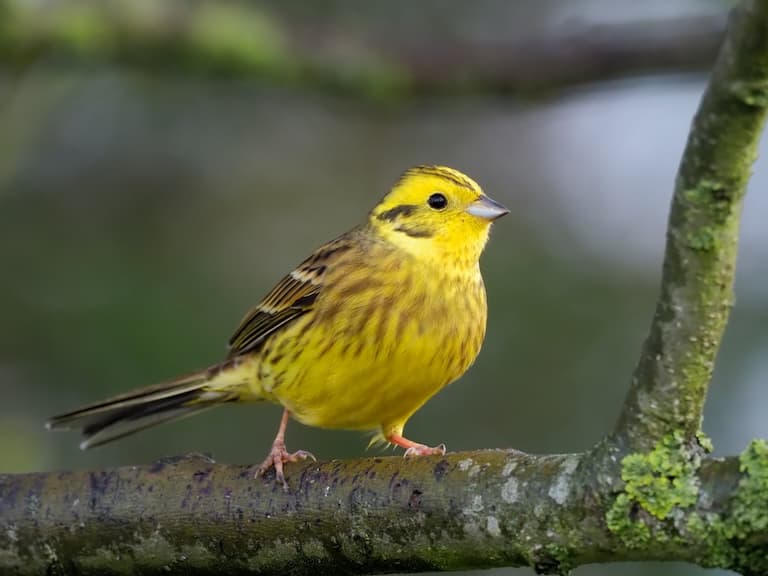 Yellowhammer profile