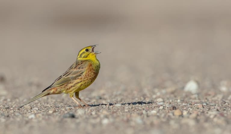 Yellowhammer singing