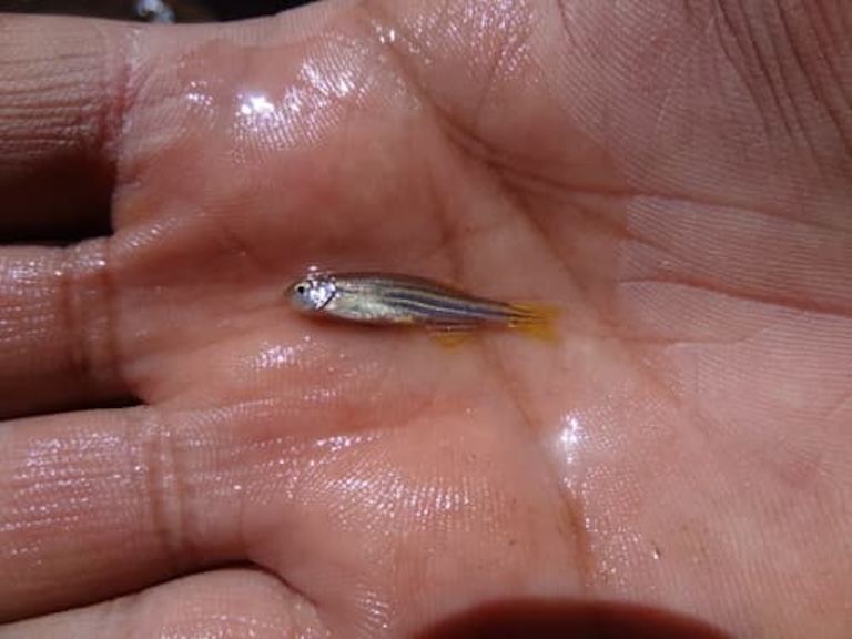 tiny zebrafish
