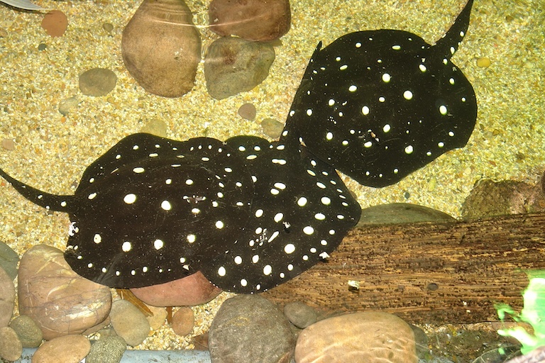 xingu river ray group