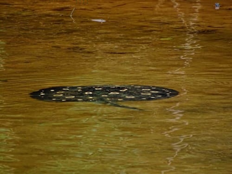 xingu river ray profile