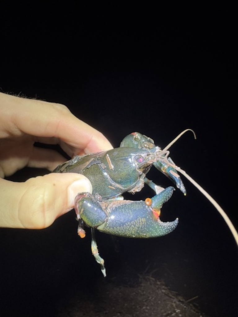 yabby held