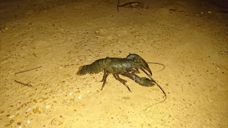 yabby in water
