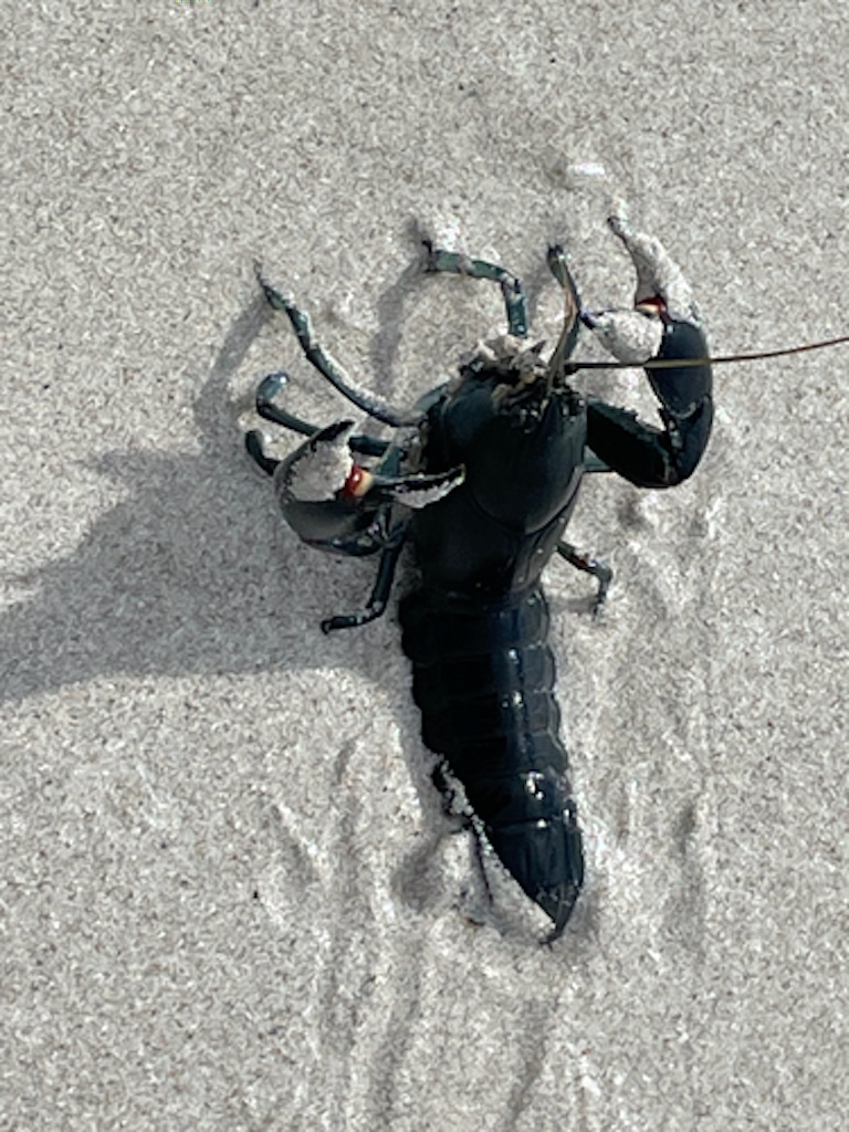 yabby profile