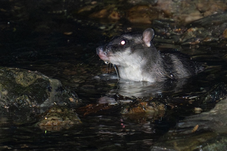 yapok swim
