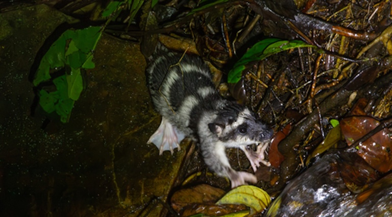 yapok webbed feet