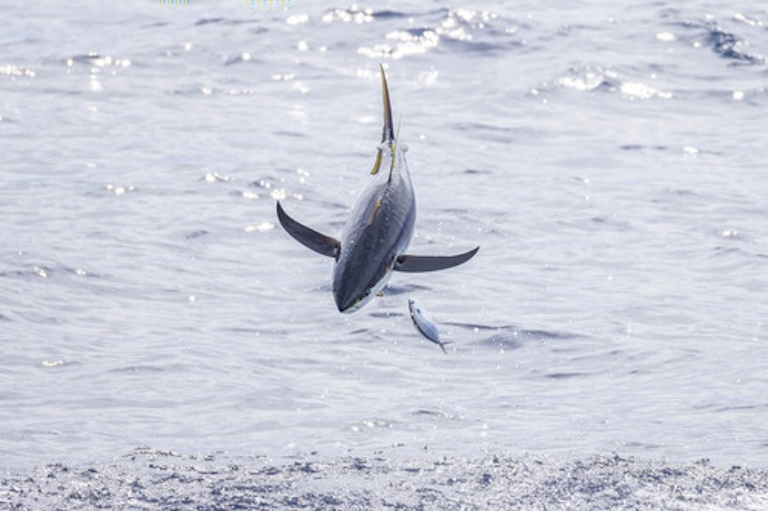 yellowfin tuna dive