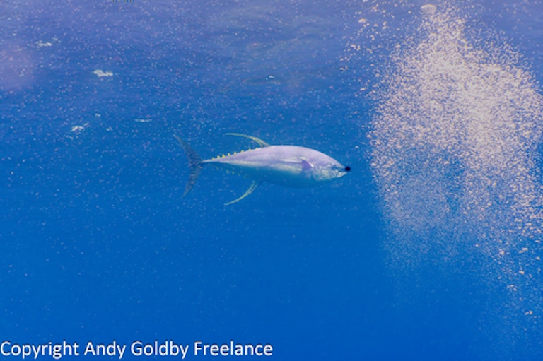 yellowfin tuna profile