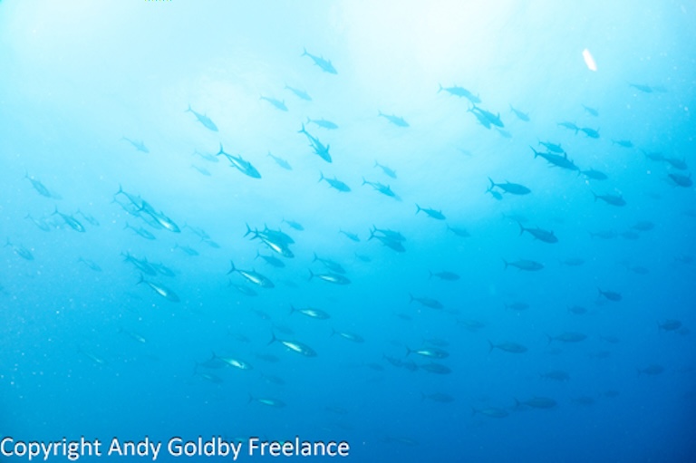 yellowfin tuna school