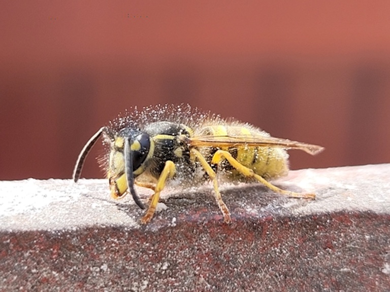 yellowjacket covered in pollen