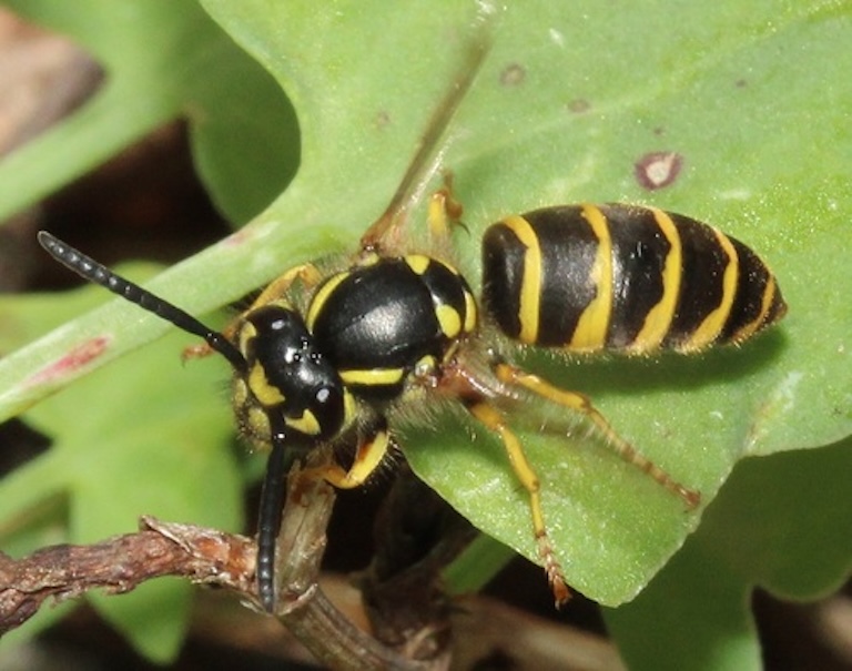 yellowjacket profile