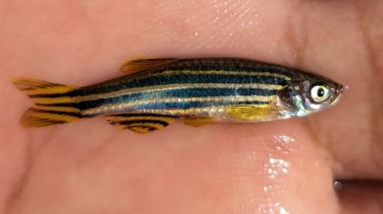 zebrafish size