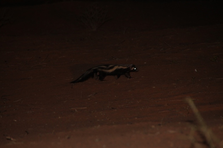 zorilla at night