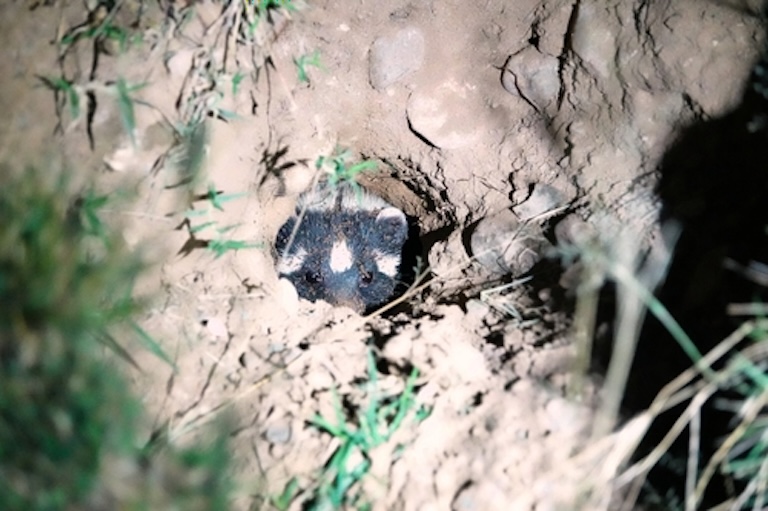 zorilla in a den