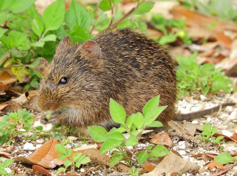 Unexpected Cotton Rat feeding