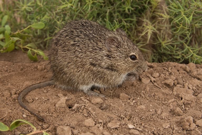 Unexpected Cotton Rat looking out