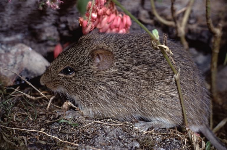 Unexpected Cotton Rat captured in the wild