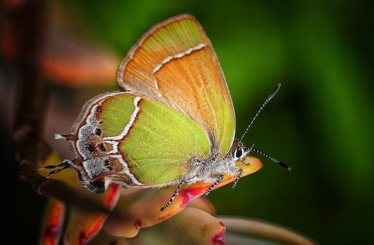Xami Hairstreak in flight