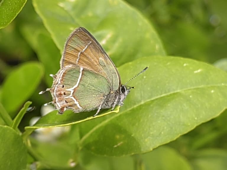 Xami Hairstreak resting on a leaf