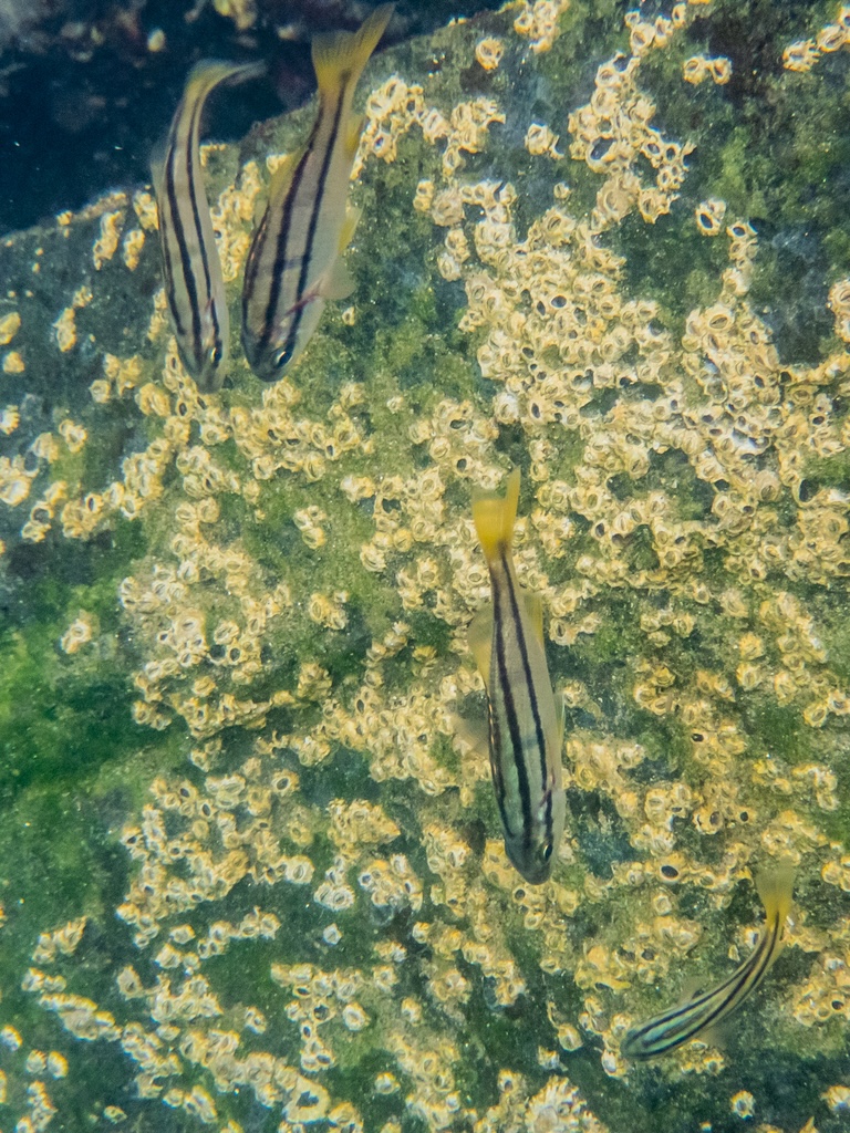 Xantic Sargo school of fish