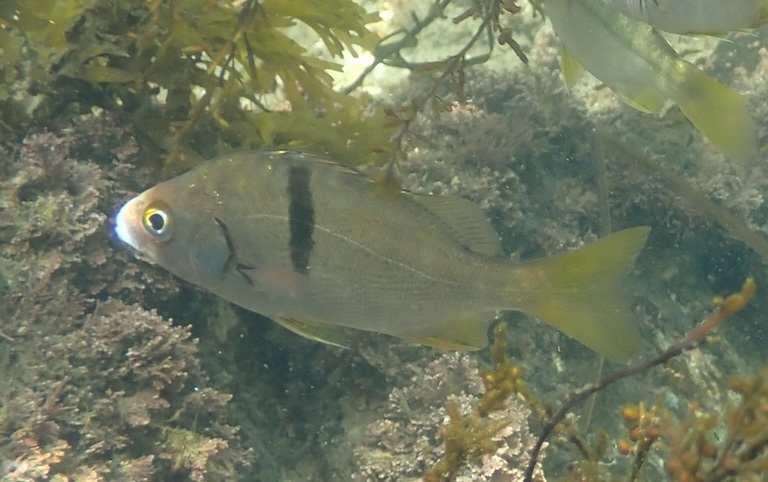 Xantic Sargo swimming