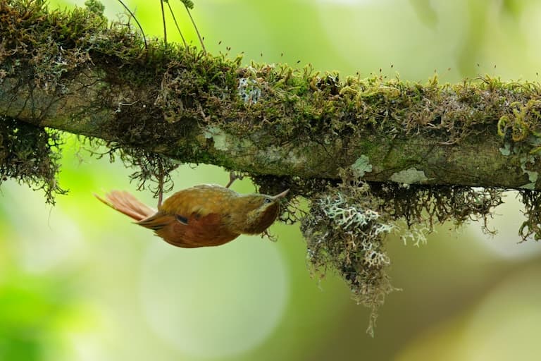 Xenops upside down on a tree branch