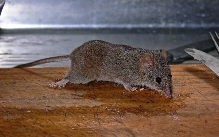 Yellow-Footed-shrew-profile