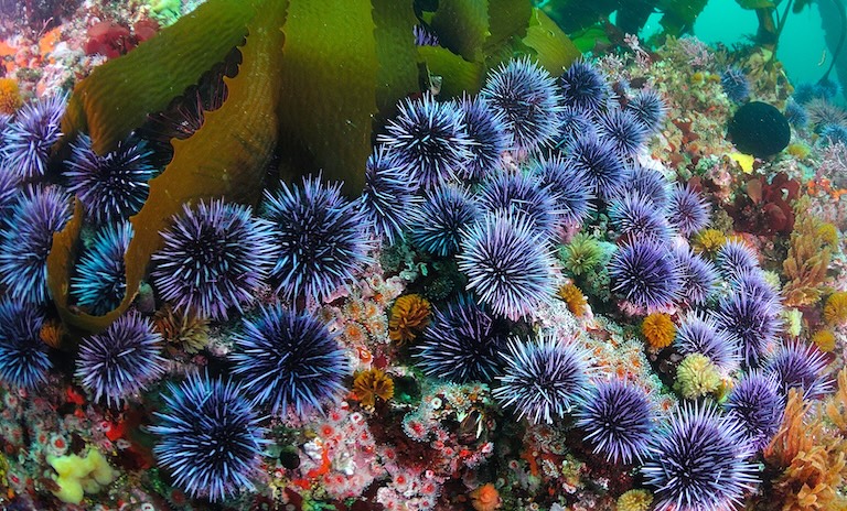 blue urchin