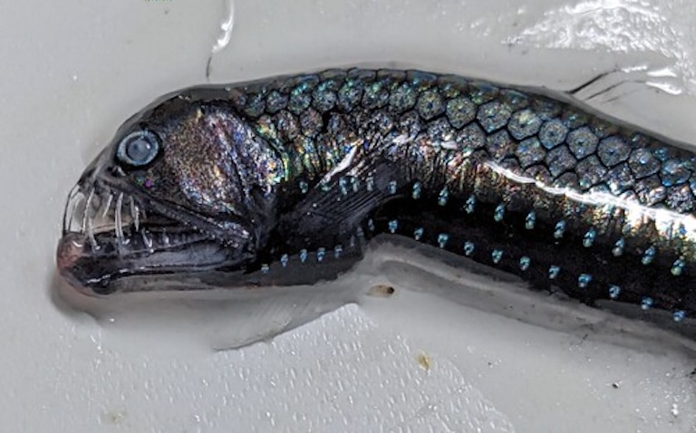 Dana viperfish