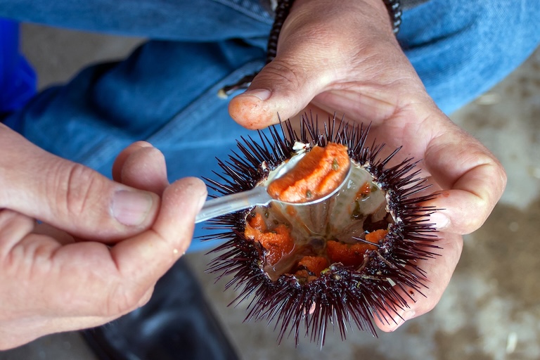 eating urchin