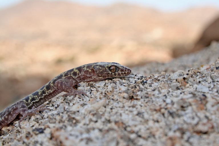 granite night lizard