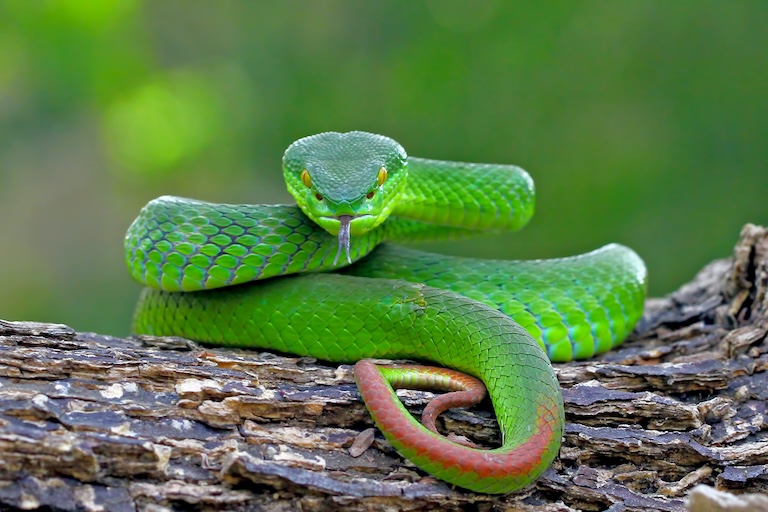 green insularis pit viper