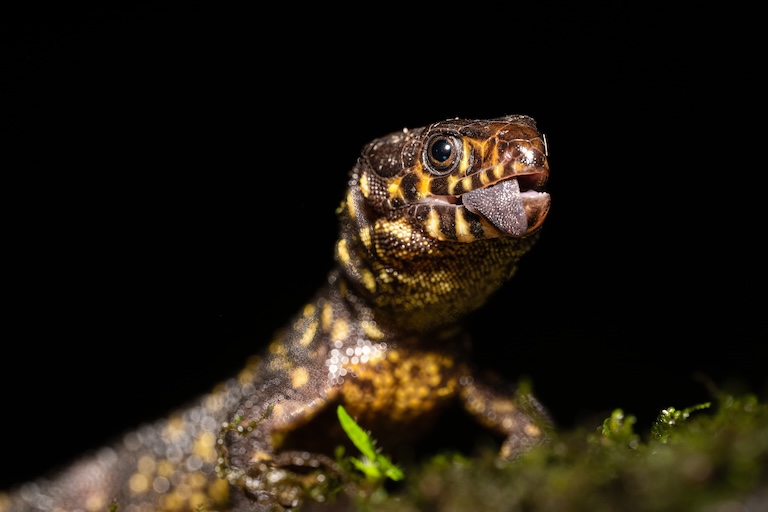 lepidophyma flavimaculatum