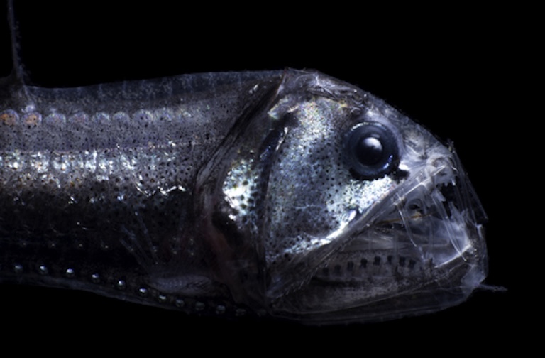 pacific viperfish