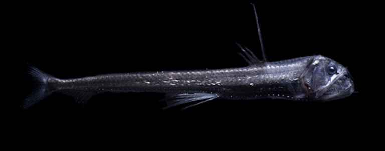 pacific viperfish full length