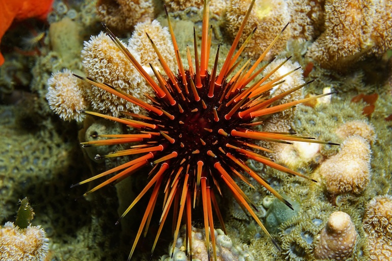 reef urchin
