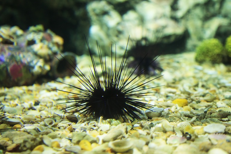 sea urchin