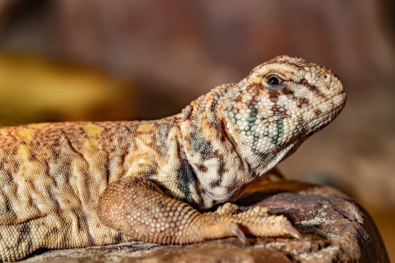 uromastyx close
