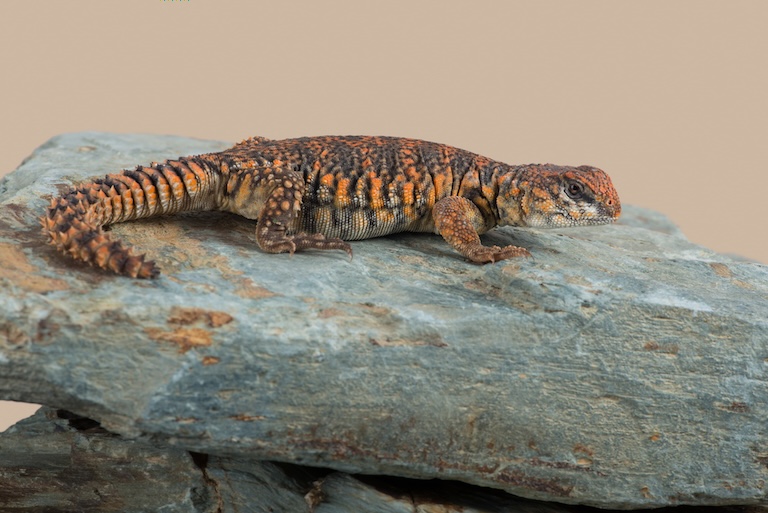 uromastyx on a rock