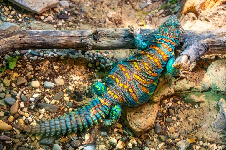 uromastyx spiny tail