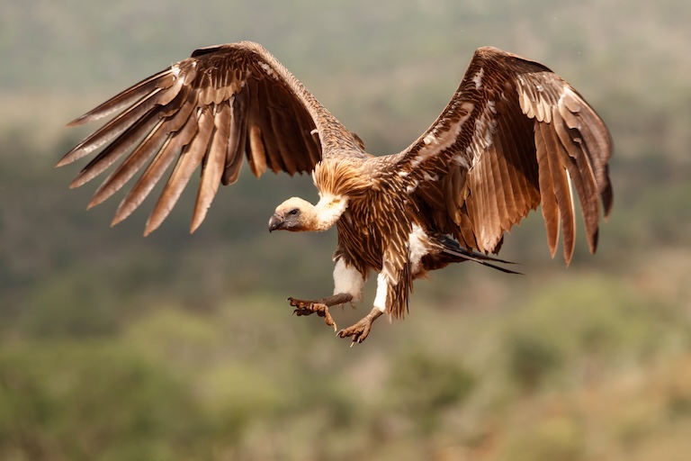 white backed vulture