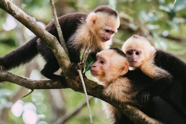 white-faced capuchin babies 