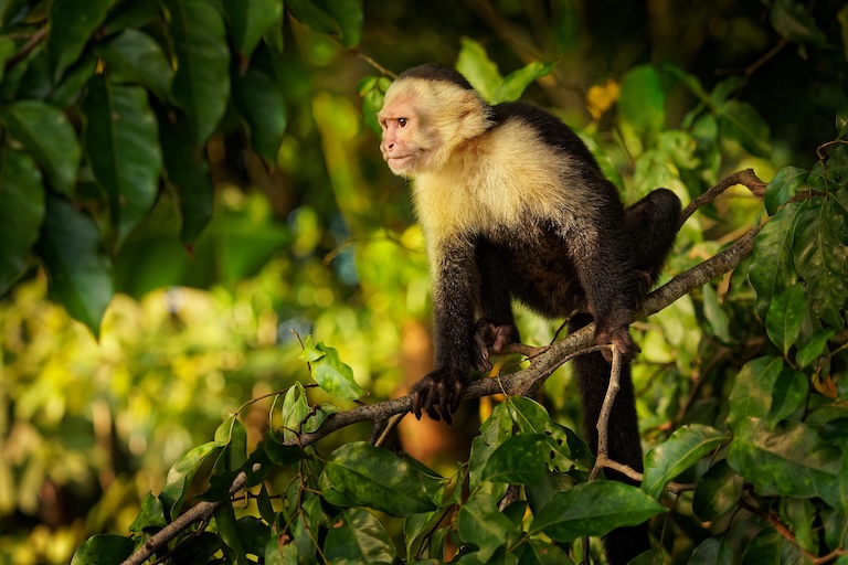 white-faced capuchin in a tree