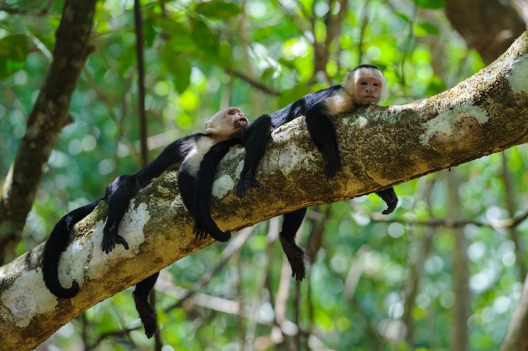 white-faced capuchin on a branch